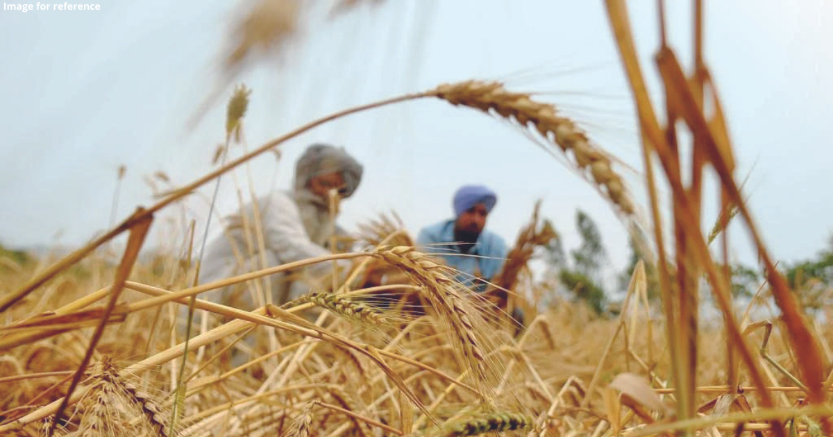 Drop in wheat production in India ‘due to climate change’